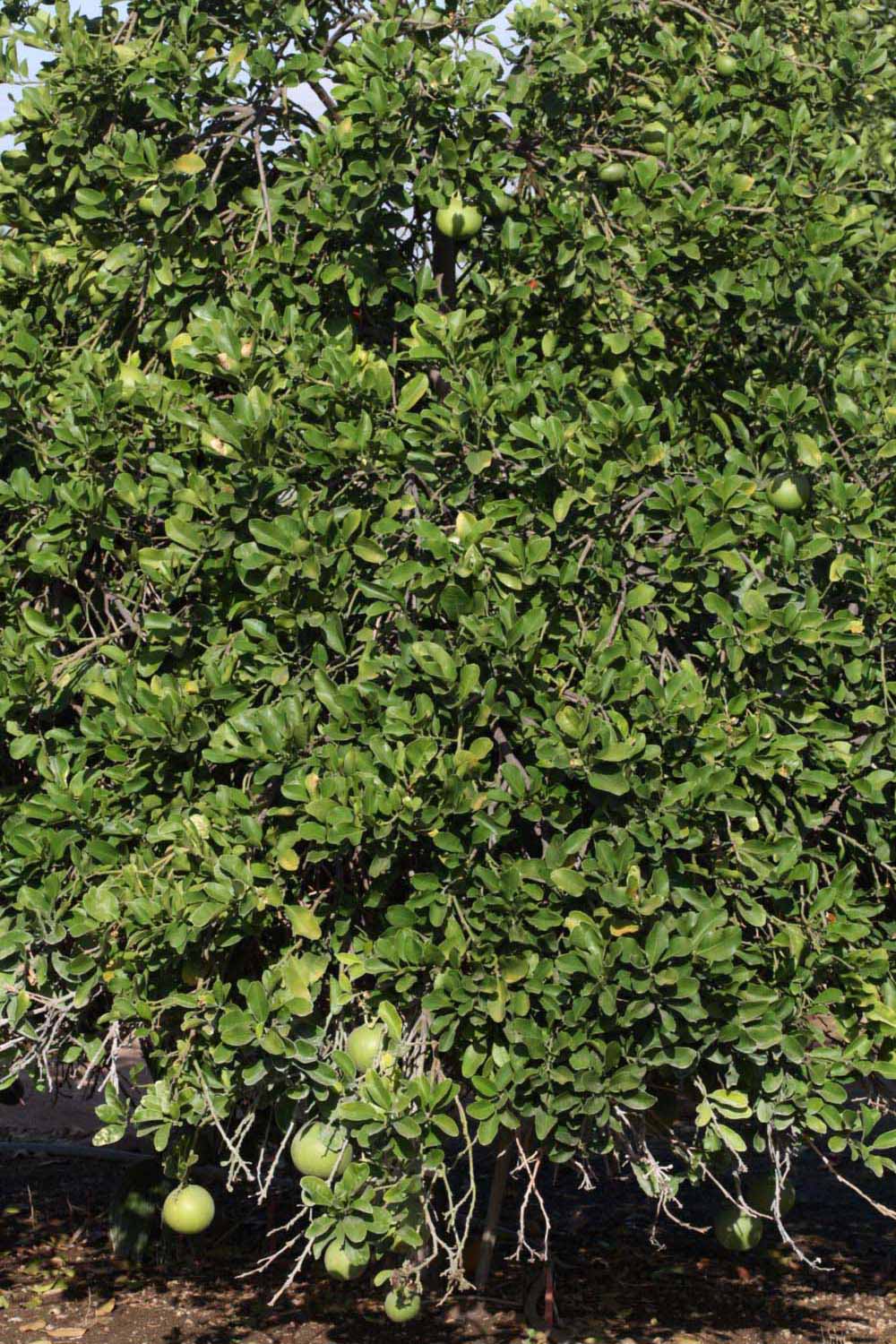            Habit (Riverside, CA)   